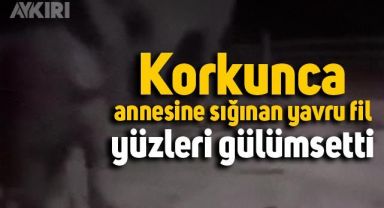 Yavru filin korkup annesine sığınması izleyenleri gülümsetti