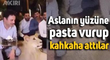 Aslana pasta şakası yapan Araplar, sosyal medyada tepki çekti