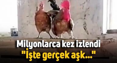 Tavuk, horozu böyle kurtardı: