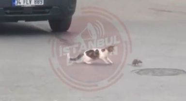 İstanbul Kartal'da kedi ile farenin kavgası trafiği birbirine kattı