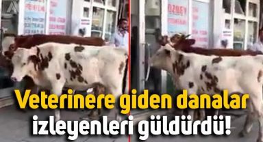 Kars'ta veterinere gelen danaların görüntüsü gündem oldu