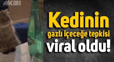 Kedinin gazlı içeceğe verdiği ilginç tepki