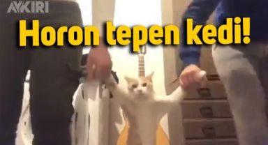 Kediyle horon tepen Karadenizlilerin videosu viral oldu