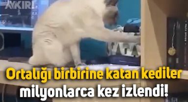 Ortalığı birbirine katan kedilerin görüntüleri viral oldu