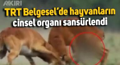 TRT'de hayvan belgeselinde antilopların cinsel organı sansürlendi