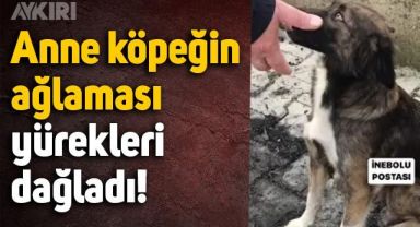 Yangında yavrularını kaybeden anne köpeğin ağlaması yürekleri dağladı