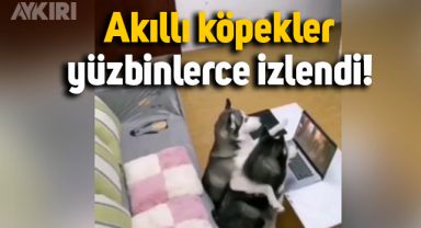 Akıllı köpekler izleyenleri hayrete düşürdü