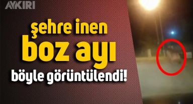 Artvin'de gece yarısı şehre inen boz ayı vatandaşlar tarafından görüntülendi