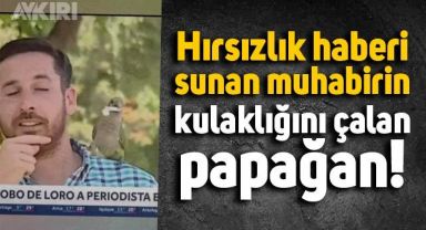 Bir papağan hırsızlık haberi sunan muhabirin kulaklığını çalıp kaçtı