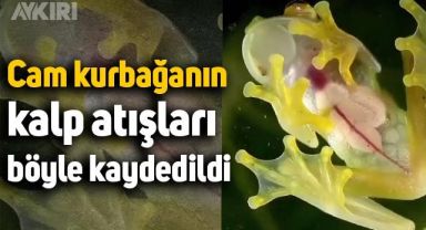 Cam kurbağanın kalp atışları böyle kaydedildi