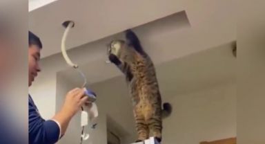 Elektrikçiye yardım eden kedi, 8 milyon kez izlendi.