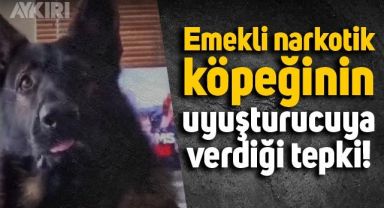 Emekli narkotik köpeğinin uyuşturucunun adını duyduğunda verdiği tepki