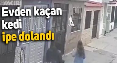 Evden kaçan kedi aniden ipe dolandı, hayatı böyle kurtuldu