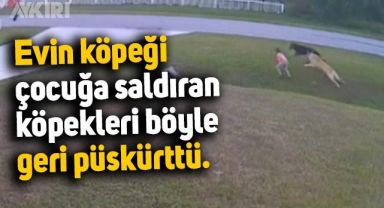 Evin köpeği, çocuğa yönelen köpekleri böyle uzaklaştırdı