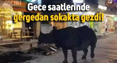 Gergedan gece saatlerinde sokağı gezdi