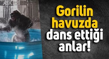 Gorilin küçük havuzda dans ettiği anlar
