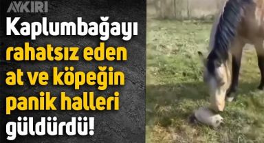 Kaplumbağayı rahatsız eden at ve köpeğin panik halleri güldürdü