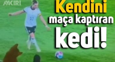 Kendisini televizyonda yayınlanan maça fazla kaptıran kedi