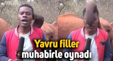Kenya'daki yavru filler, canlı yayın sırasında muhabirle oynadı