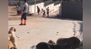 Konya'da hayvan barınağında çekilen görüntüler sonrası 1 tutuklama