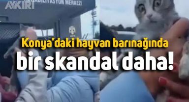 Konya'daki hayvan barınağında bir skandal daha: Kedileri vatandaşlar kurtardı