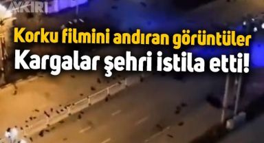 Korku filmini andıran görüntüler: Kargalar şehri istila etti