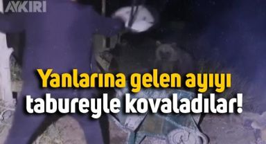 Piknik yapan vatandaşlar yanlarına gelen ayıyı taburelerle kovaladı