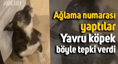 Sahiplendikleri yavru köpeğin yanında ağlama numarası yaptılar