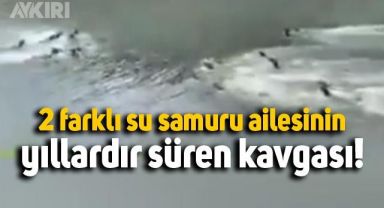 Singapur'a 2 farklı su samuru ailesinin kavgası yıllardır sürüyor