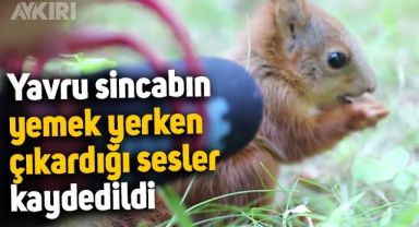 Yavru sincabın yemek yediği anlardaki çıkardığı sesler kaydedildi