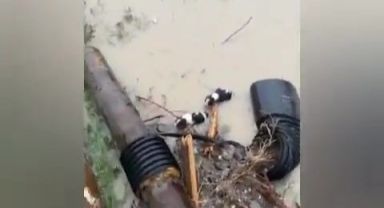 Yeni doğan köpek yavruları sel sularının altında kaldı, yardım çığlıkları sayesinde kurtuldular