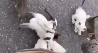 Yol kenarındaki kediyi kurtarmak isterken diğer kedilerle karşılaştı: Ortaya renkli görüntüler çıktı