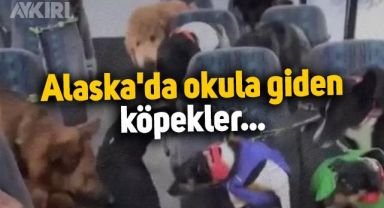 Alaska'da okula giden köpekler