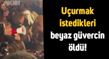 Azerbaycan Türk'ü çevreciler, Laçın koridorunu kapattı: Uçurmak istedikleri beyaz güvercin öldü