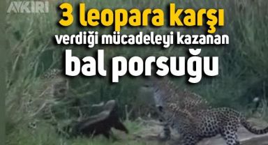 Bal porsuğunun 3 leopara karşı verdiği mücadele