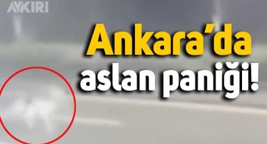 Başkent Ankara'da hayvanat bahçesinden aslan kaçtı