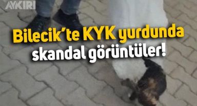 Bilecik'te KYK yurdundaki kedilere çuvallara koyup attılar