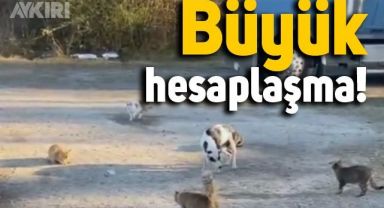 Bir sokak köpeği, etrafını saran kedilerden böyle kaçtı