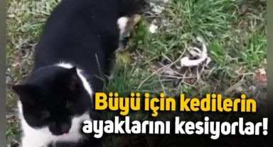 Büyü adı altında kedilere zarar vermeye başladılar