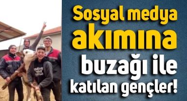 Buzağı ile poz veren gençler viral oldu!