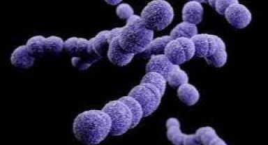 Çocukları etkiliyor. Streptokok salgını: 6 çocuk öldü