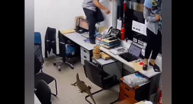 Dükkana komodo ejderi girdi, erkek çalışan kadını masadan attı