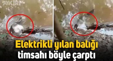 Dünyanın en güçlü elektrikli yılan balığı, kendisine saldıran timsahı böyle çarptı