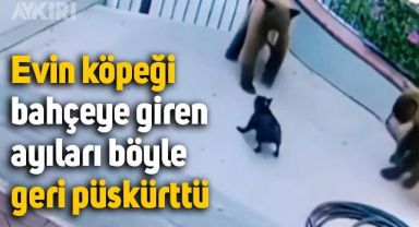 Evin köpeği, bahçeye giren ayıları geri püskürttü