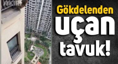 Gökdelenden uçan tavuk şaşkınlık yarattı