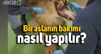 Hayvanat bahçesinde aslanın bakım görüntüleri böyle kaydedildi