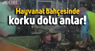 Hayvanat bahçesinde yaşanan korku dolu anlar: Bakıcıyı timsahın ağzından aldılar