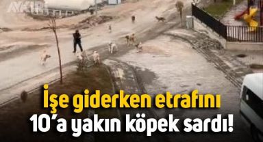 İşe giderken etrafını 10'a yakın köpek sardı, son anda kurtuldu