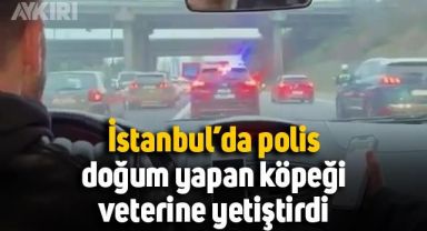 İstanbul'da polis, doğum yapan köpeği veterinere yetiştirdi.