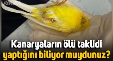 Kanaryaların ölü taklidi yaptığını biliyor muydunuz?